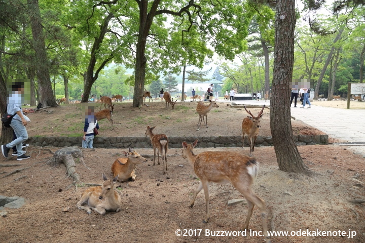 奈良公園 鹿 2017