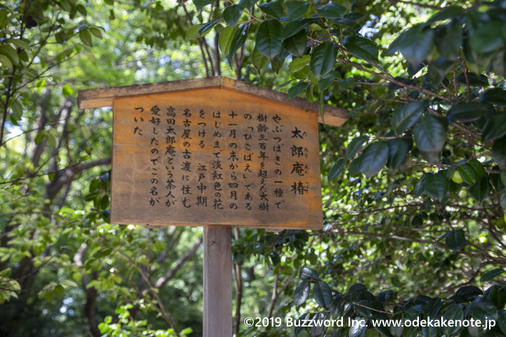 熱田神宮 太郎庵椿