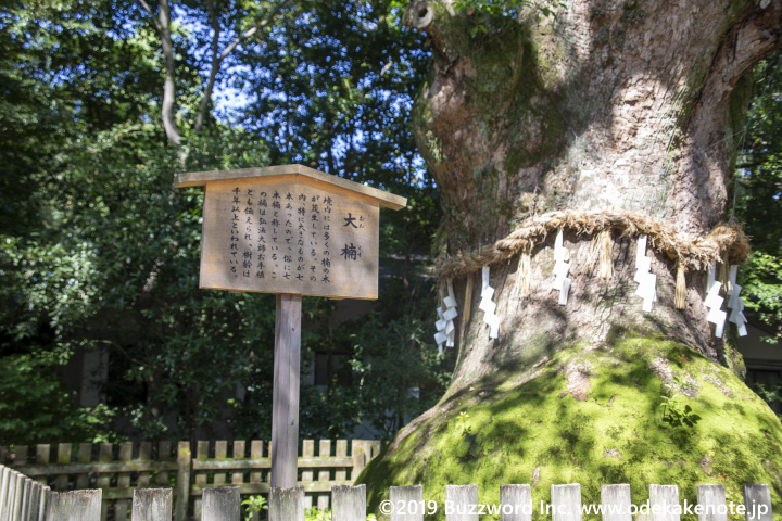 熱田神宮 大楠