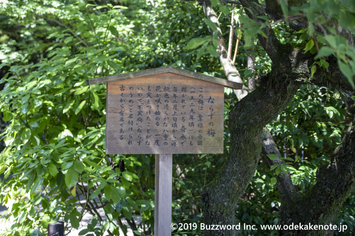 熱田神宮 神楽殿 ならずの梅