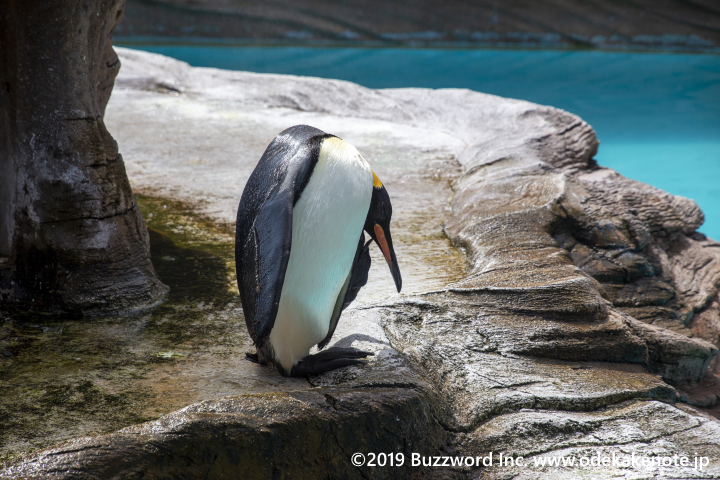 東山動物園 キングペンギン