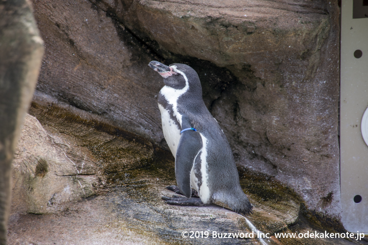 東山動物園 フンボルトペンギン