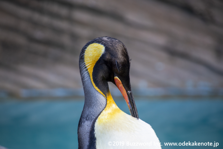 東山動物園 キングペンギン