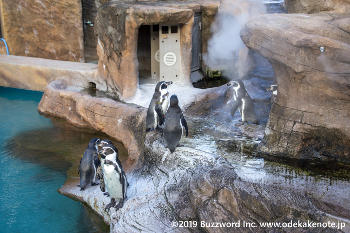 東山動物園 フンボルトペンギン
