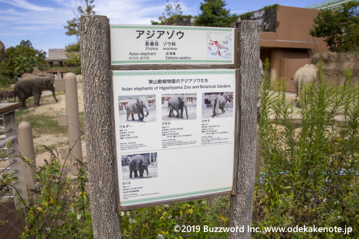 東山動物園 アジアゾウ