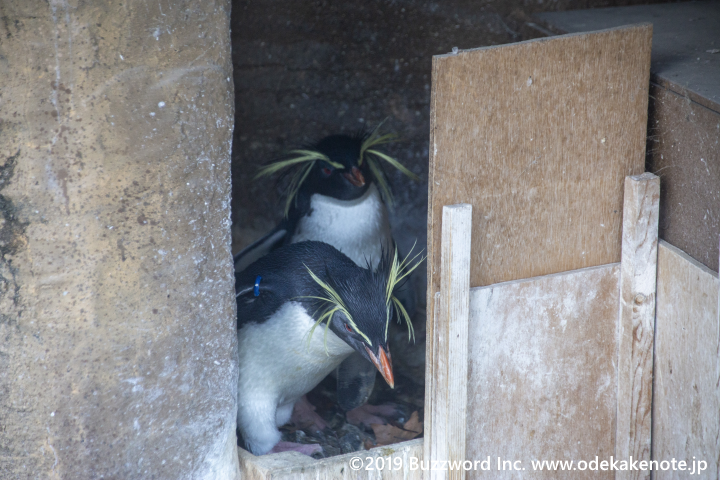 東山動物園 キタイワトビペンギン