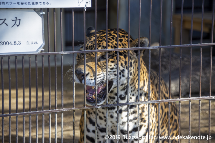 東山動物園 ジャガー