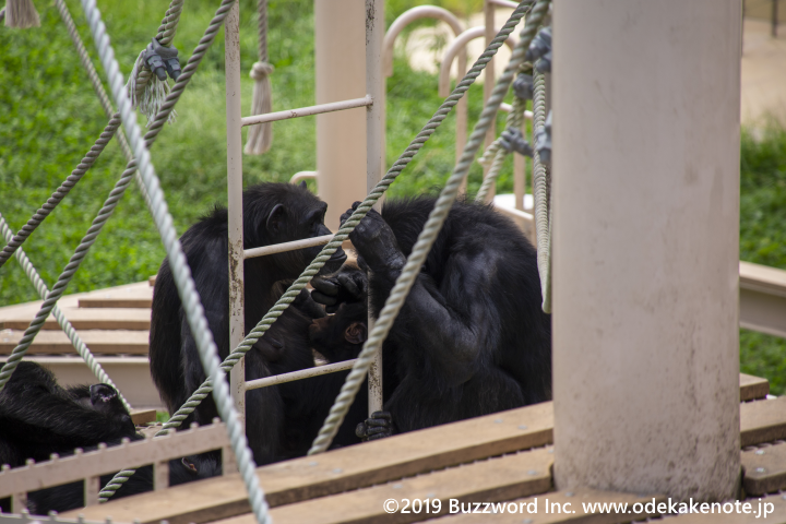 東山動物園 チンパンジー
