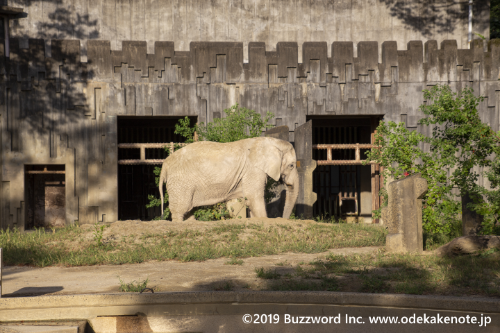 東山動物園 アフリカゾウ
