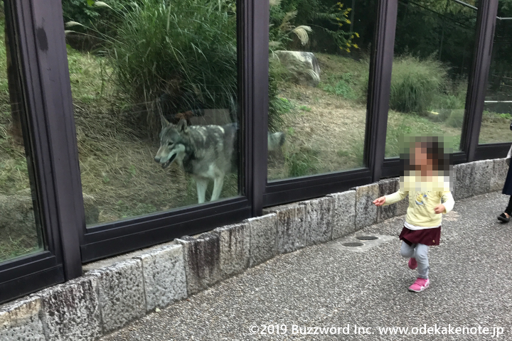 東山動物園 シンリンオオカミ
