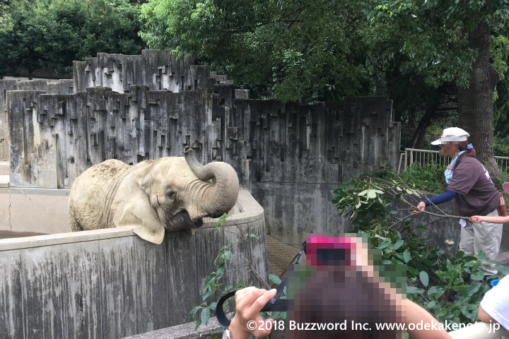 東山動物園 飼育員さんがアフリカゾウにエサをあげている