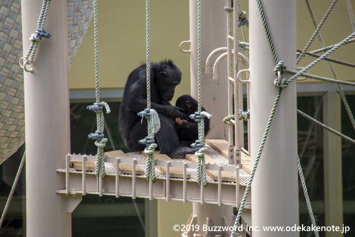 東山動物園 チンパンジー