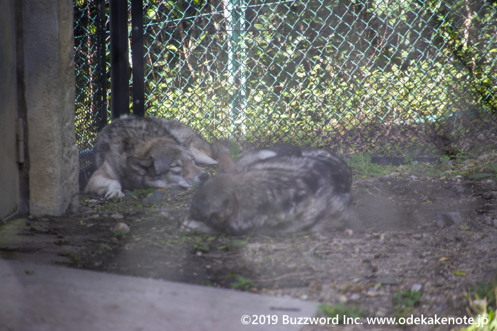 東山動物園 シンリンオオカミ