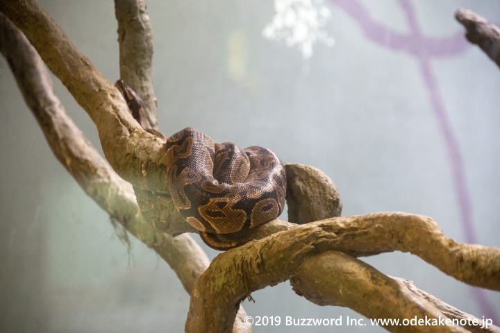 東山動物園 自然動物館 ボールニシキヘビ