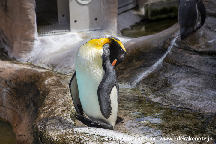 東山動物園 ペンギン