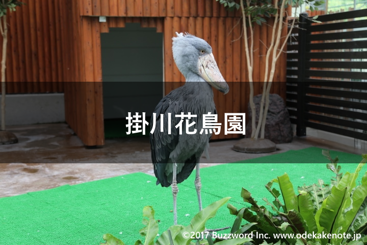 掛川花鳥園に関するおでかけ情報