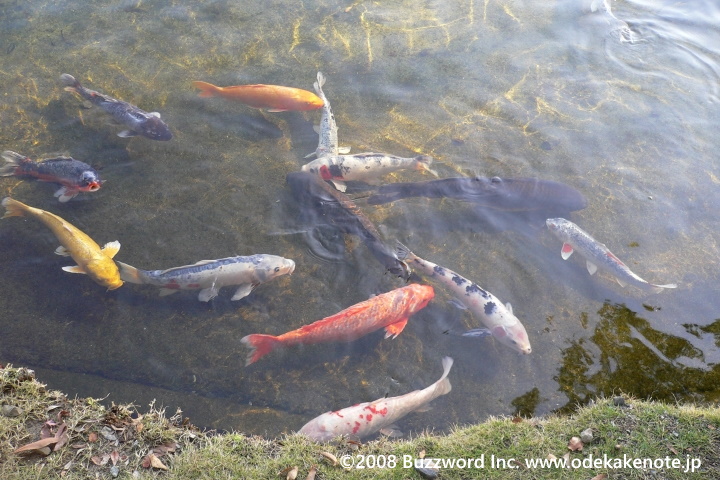 白鳥庭園 鯉 2008