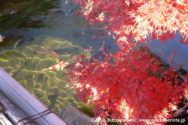 白鳥庭園 鯉 2008