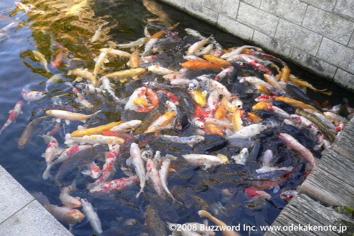 白鳥庭園 鯉 2008