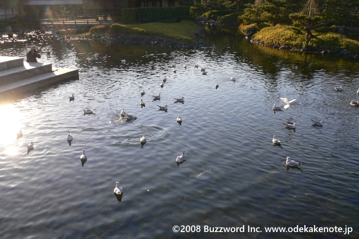 白鳥庭園 鯉 2008