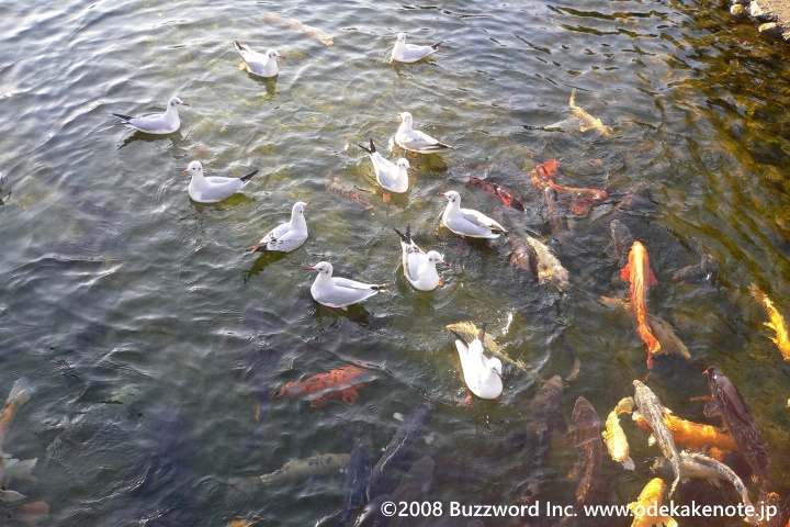 白鳥庭園 鯉 2008