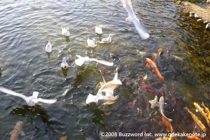 白鳥庭園 鯉 2008