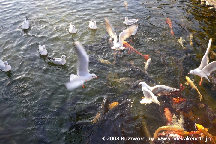白鳥庭園 鯉 2008