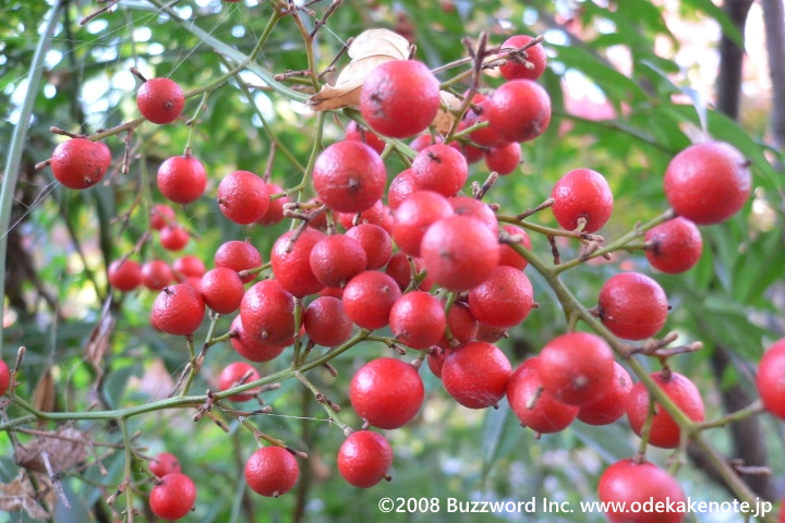 白鳥庭園 ナンテン 2008