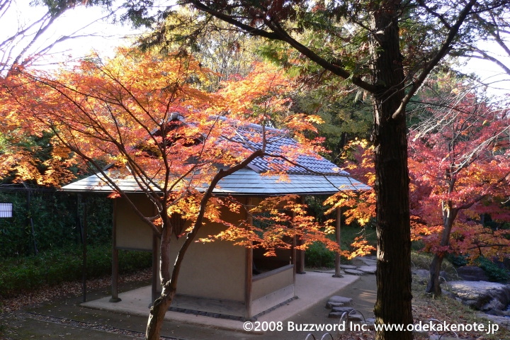 白鳥庭園 紅葉 2008
