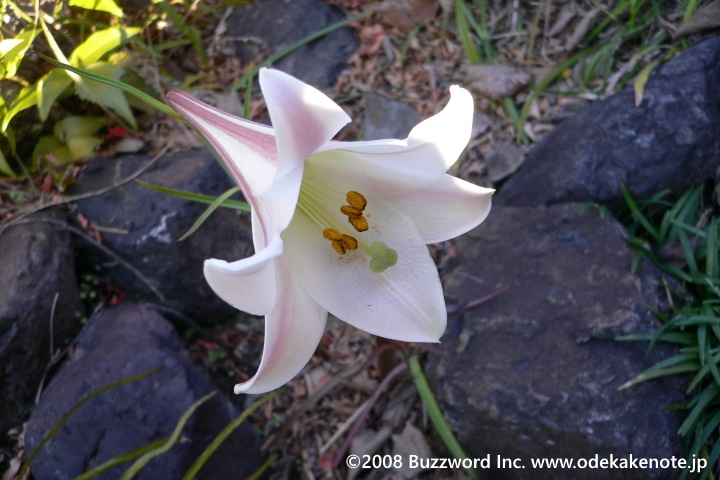 白鳥庭園 ニホンスイセン 2008