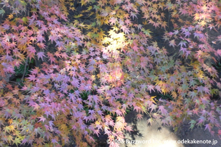 白鳥庭園 紅葉 2008