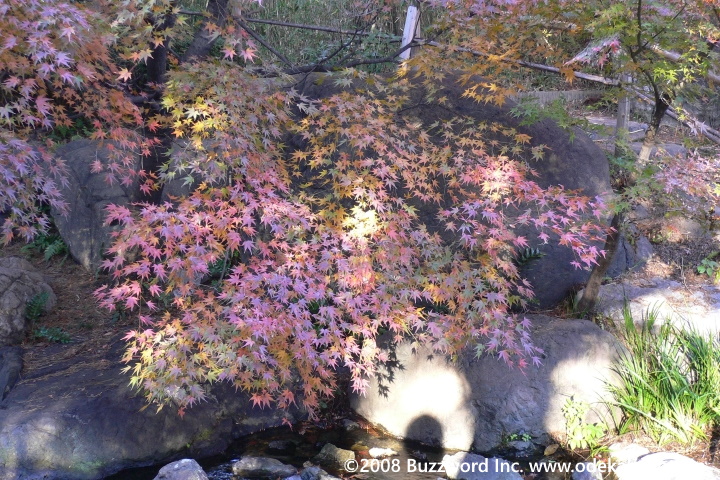 白鳥庭園 紅葉 2008