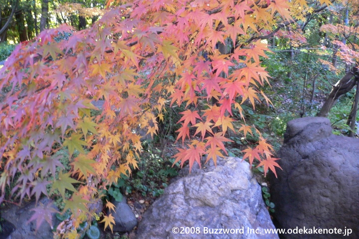 白鳥庭園 紅葉 2008