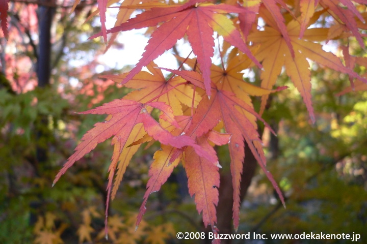 白鳥庭園 紅葉 2008