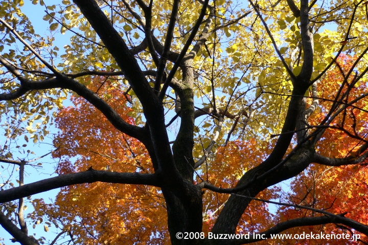 白鳥庭園 紅葉 2008