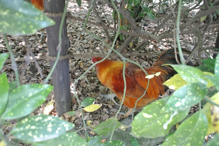 熱田神宮 鳥